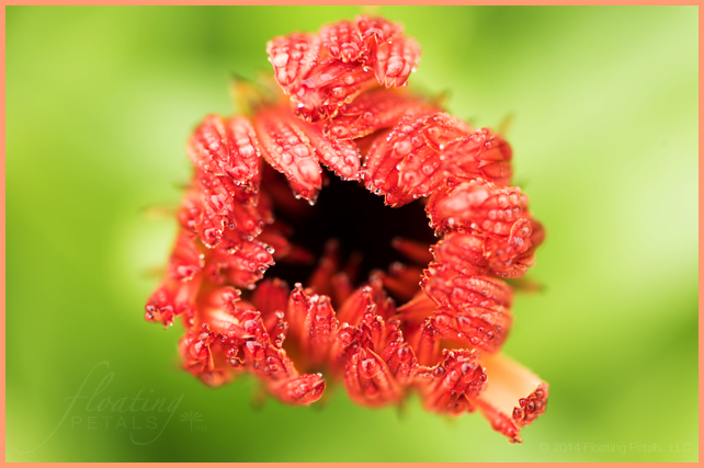 Calendula officinalis