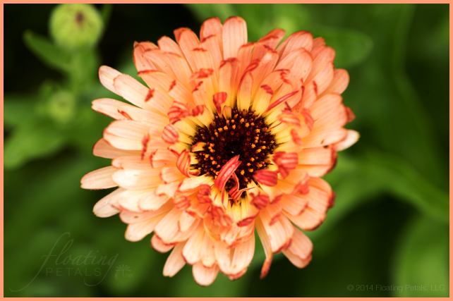 Calendula officinalis