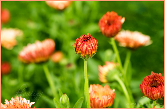 Calendula officinalis