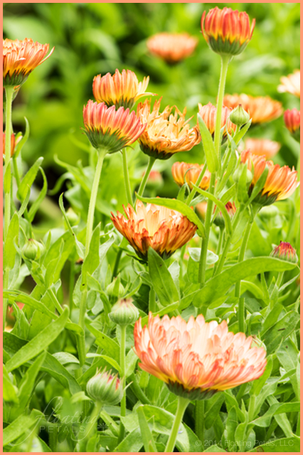 Calendula officinalis