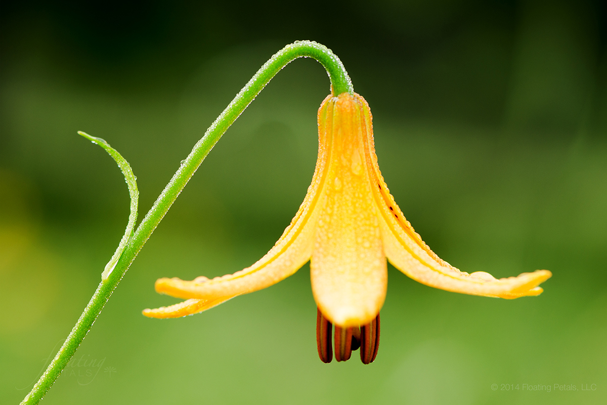 Canada Lily