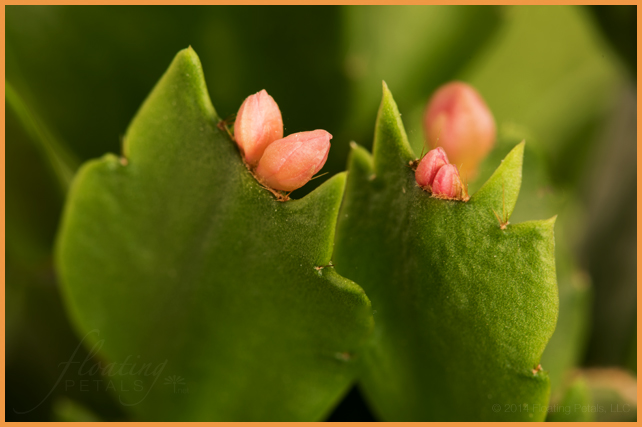 Schlumbergera x buckleyi