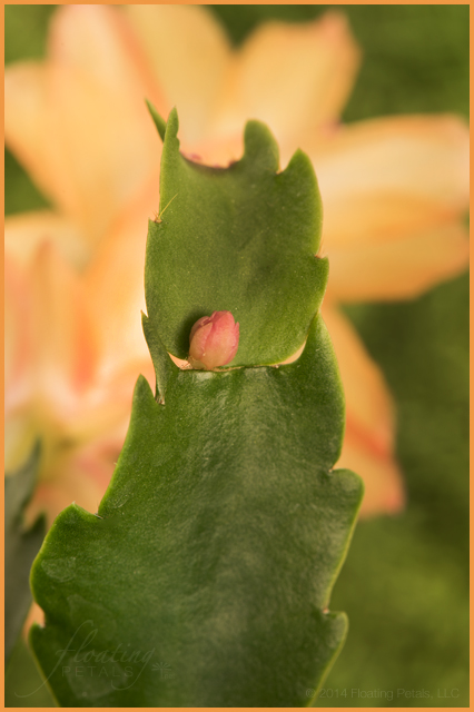 Schlumbergera x buckleyi
