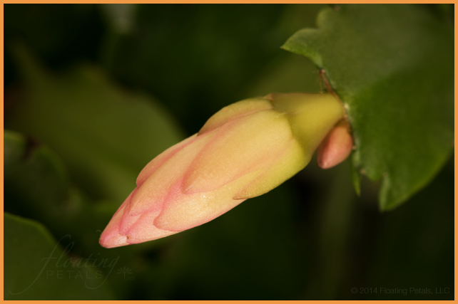 Schlumbergera x buckleyi