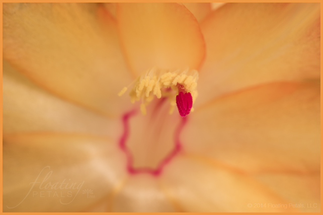 Schlumbergera x buckleyi