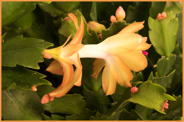 Schlumbergera x buckleyi