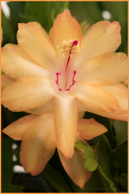 Schlumbergera x buckleyi
