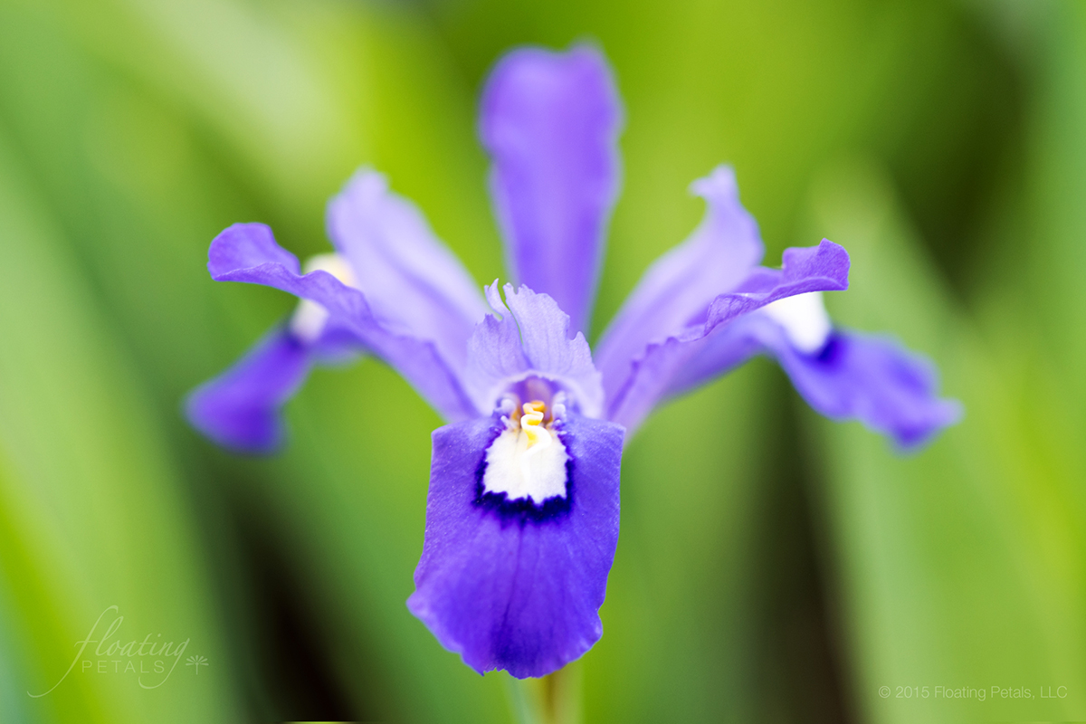 Iris cristata