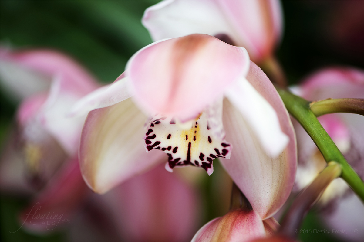 Cymbidium Via Princess Solana ‘Gail’