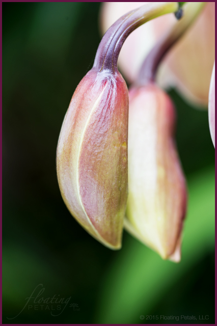 Cymbidium Via Princess Solana ‘Gail’