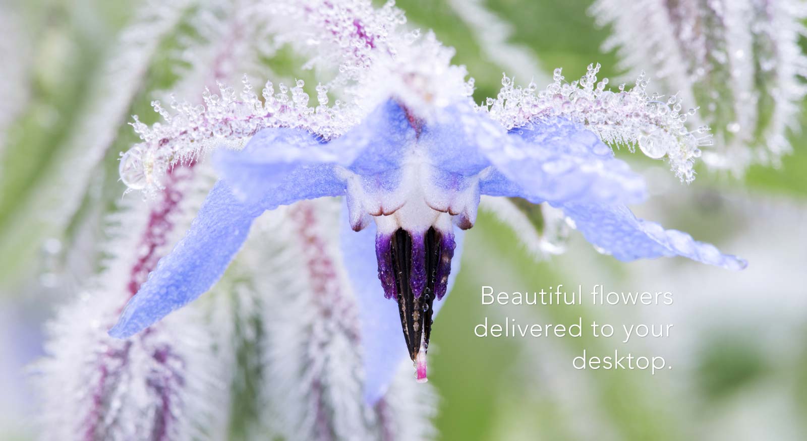 floating-petals-banner