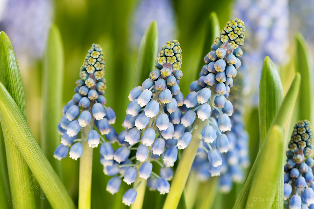 Muscari armeniacum