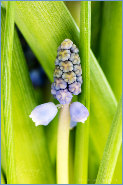 Muscari armeniacum
