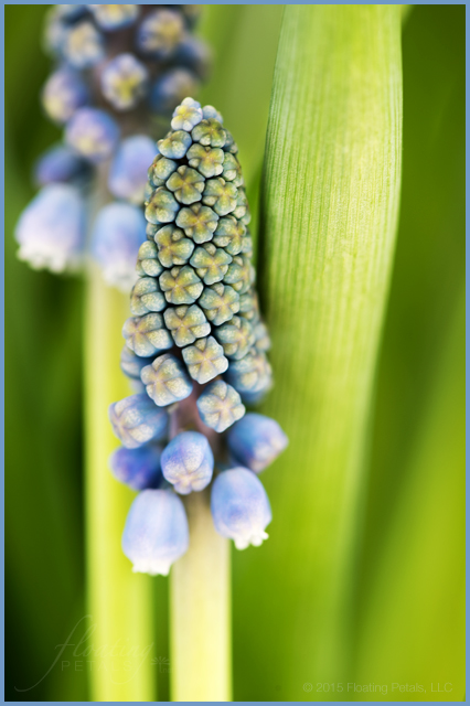 Muscari armeniacum