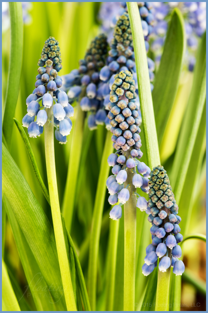 Muscari armeniacum