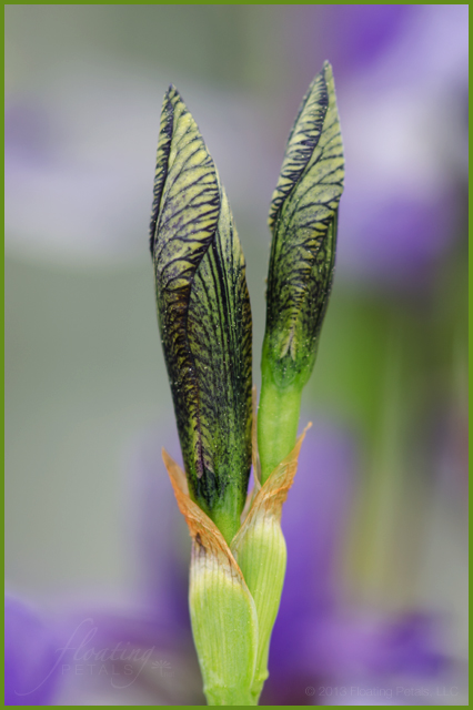 Iris sibirica 'Flight of Butterflies'