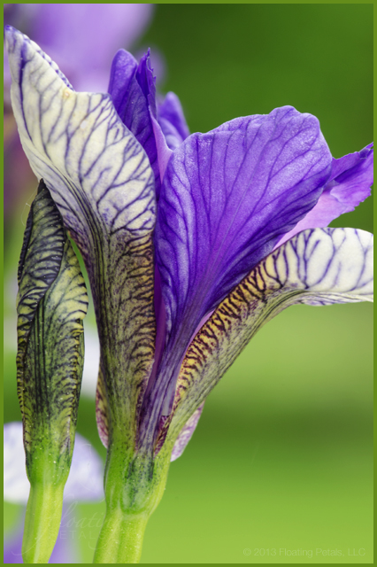 Iris sibirica 'Flight of Butterflies'