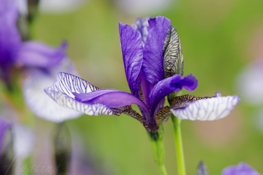 Iris sibirica 'Flight of Butterflies'