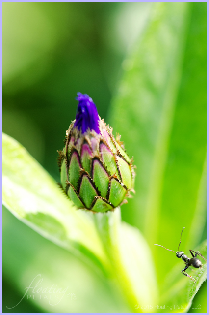 Centaurea montana ‘Blue’
