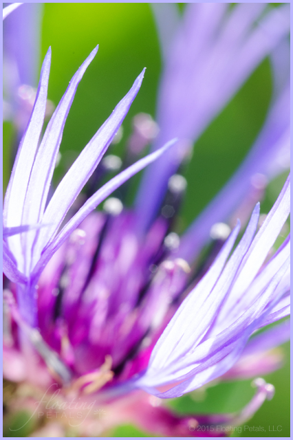 Centaurea montana ‘Blue’