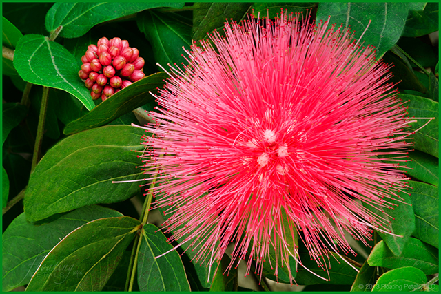 Calliandra haematocephala