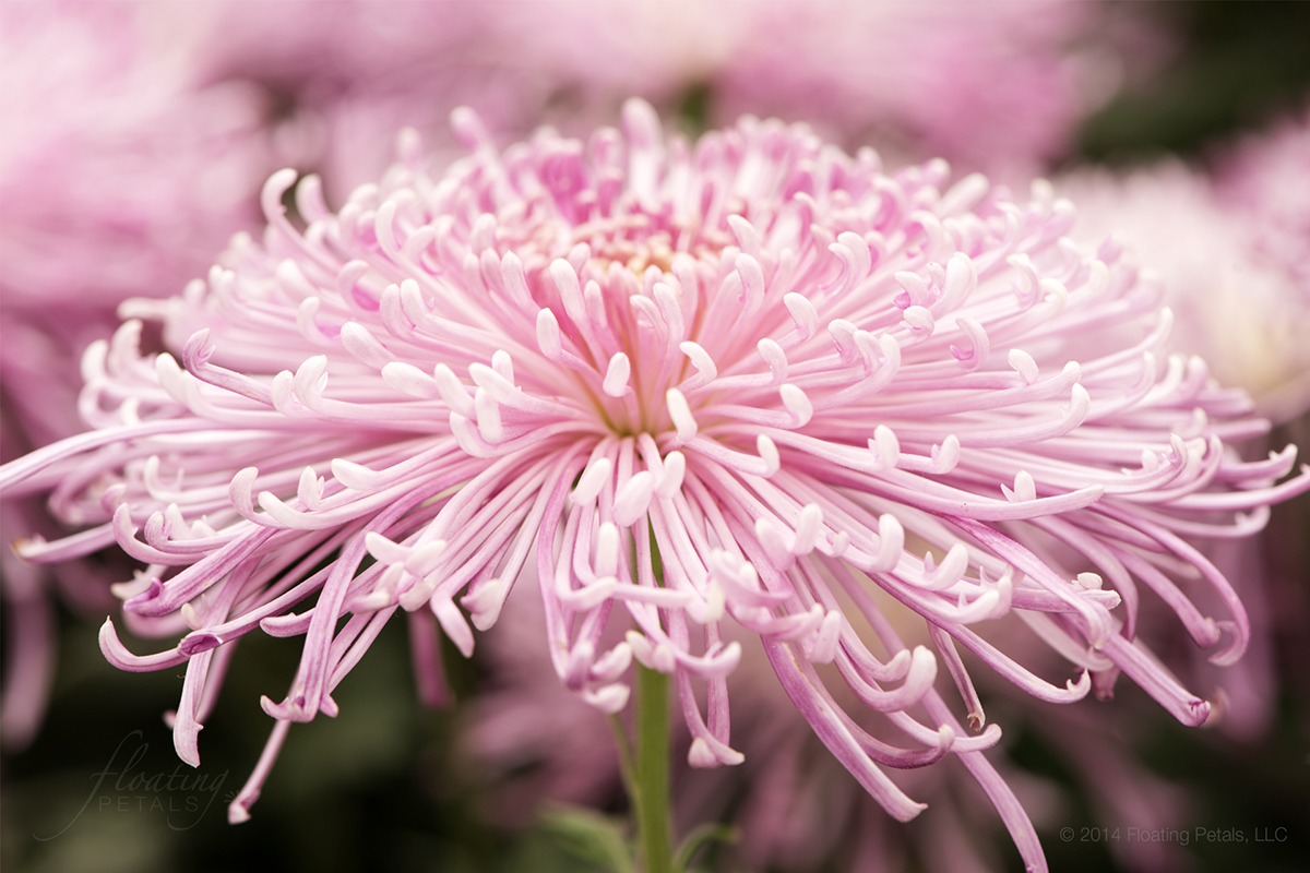 Chrysanthemum ‘Evan’s Dream'