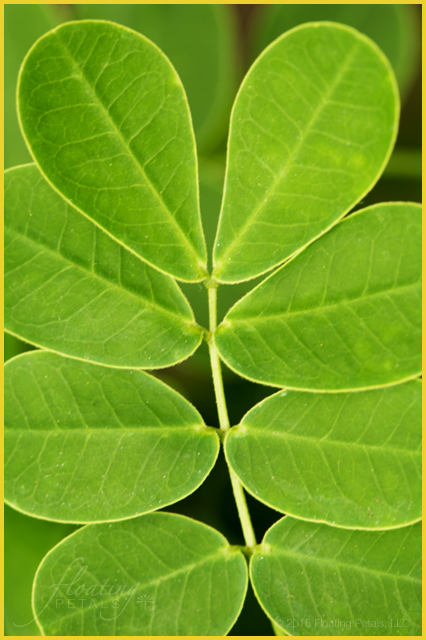Senna bicapsularis ‘Worley’s Butter Cream’