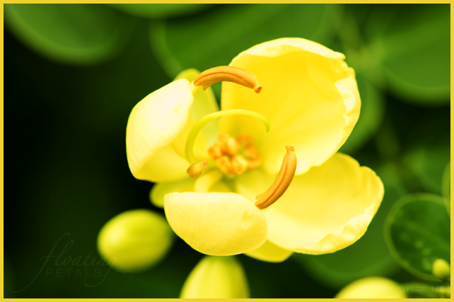 Senna bicapsularis ‘Worley’s Butter Cream’