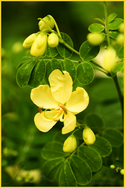Senna bicapsularis ‘Worley’s Butter Cream’