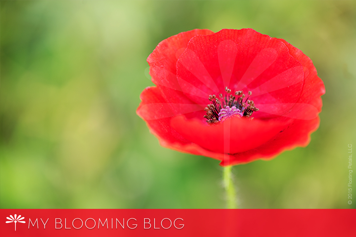 Red Shirley Poppy - My Blooming Blog - Inspiring stories and photography of the beauty of flowers