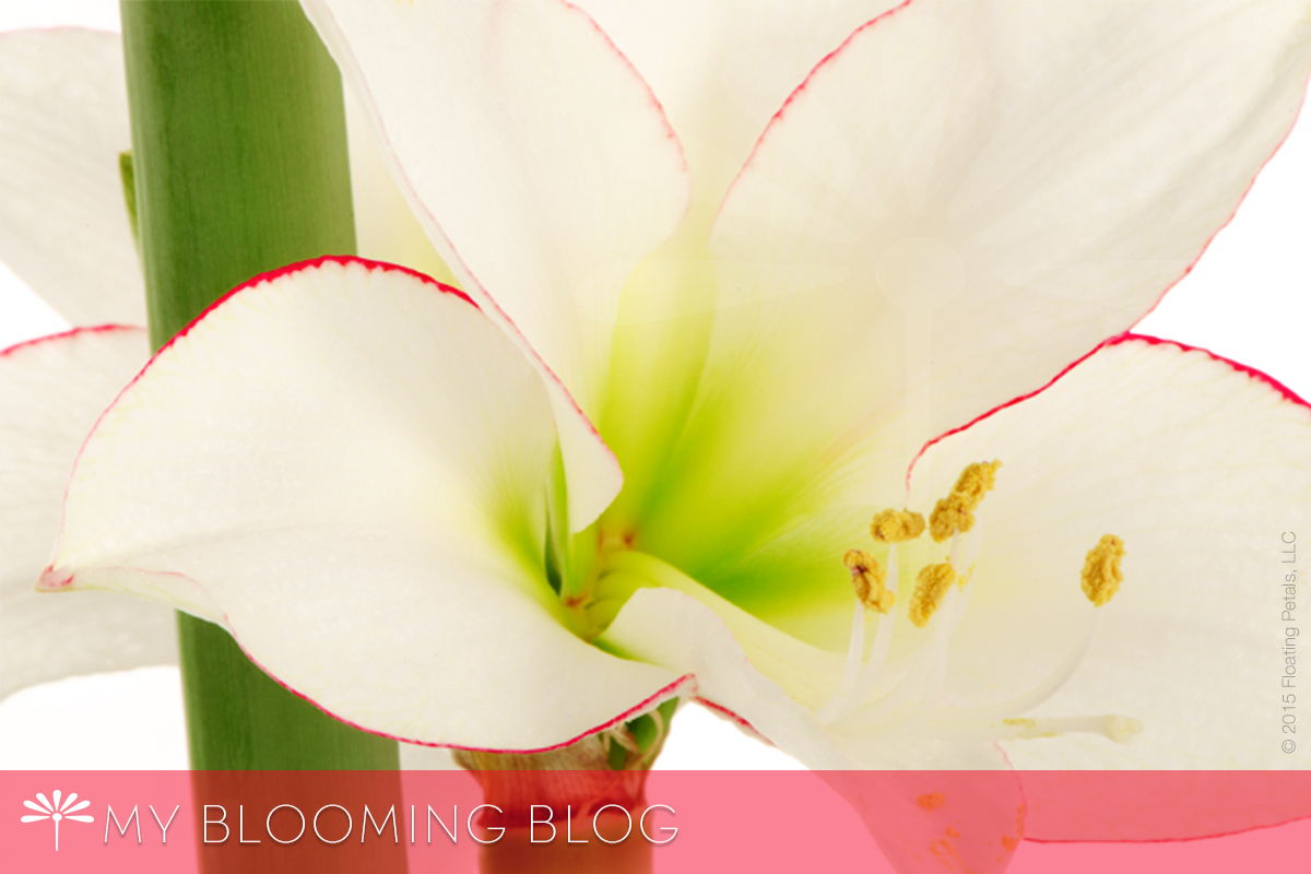 Blooming holiday gift ideas - Floating Petals floral community - Picotee Amaryllis