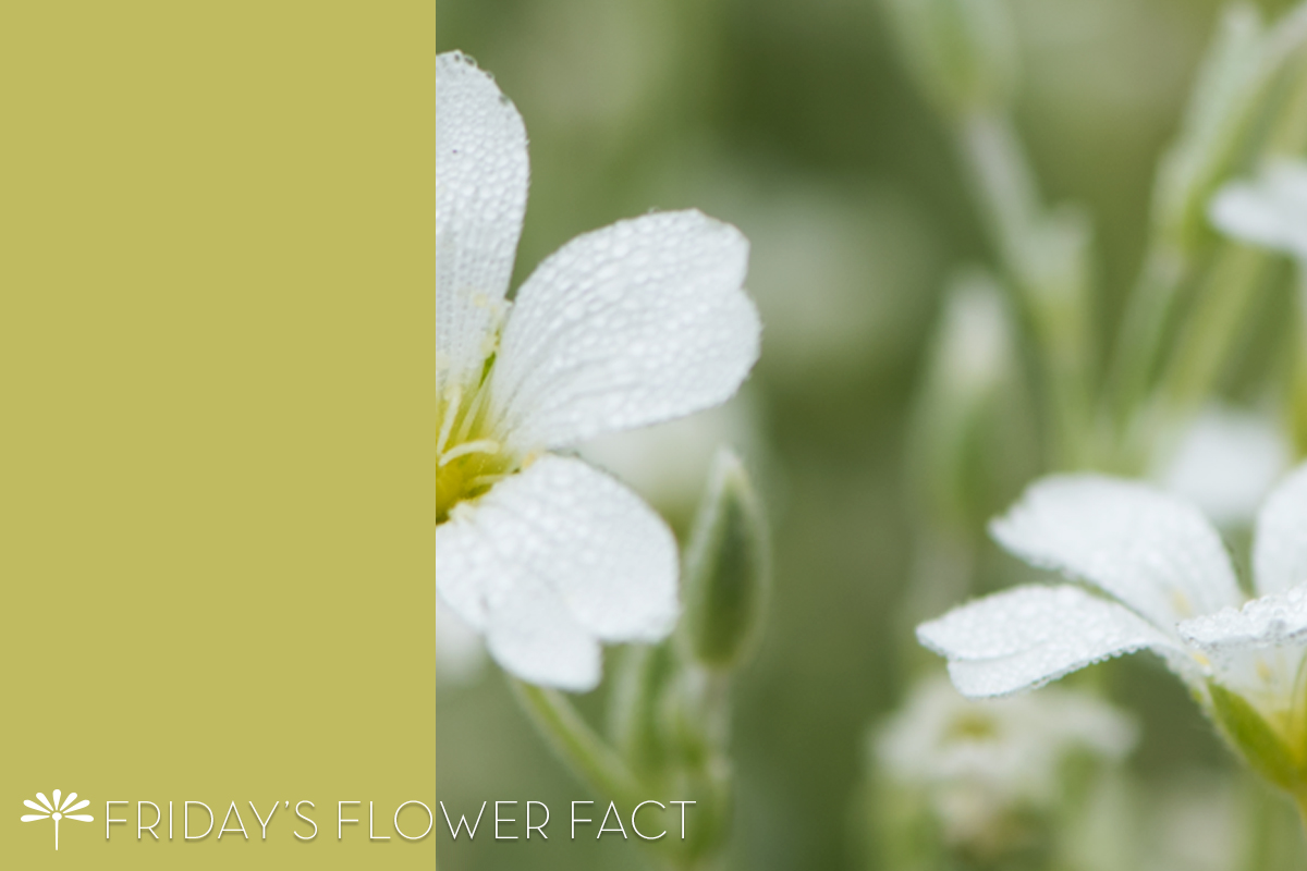 Snow in Summer - Friday's Flower Fact - Floating Petals