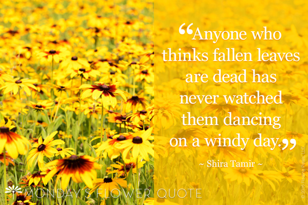 Flower Quote Anyone Who Thinks Floating Petals