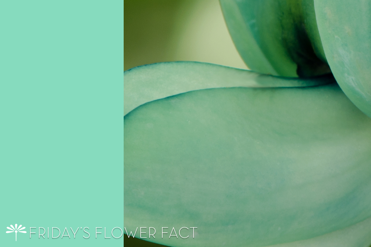 Jade Vine | Friday's Flower Fact