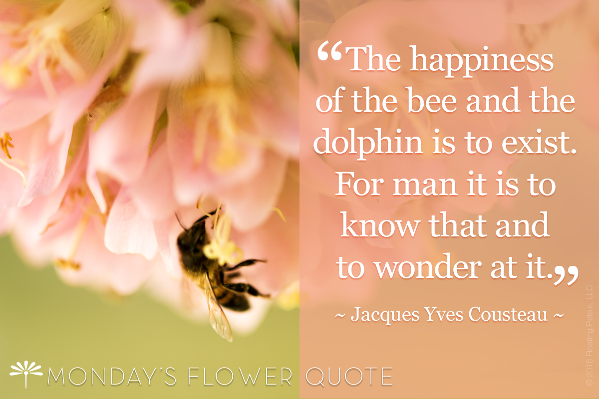 The Happiness of the Bee | Flower Quote