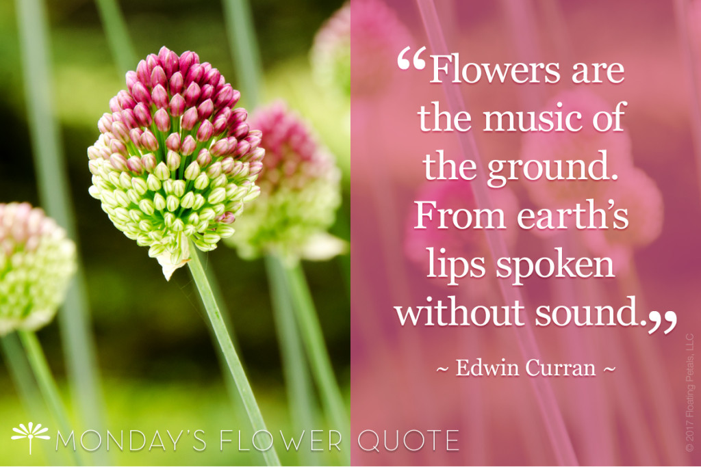 Flowers are the Music Flower Quote Floating Petals