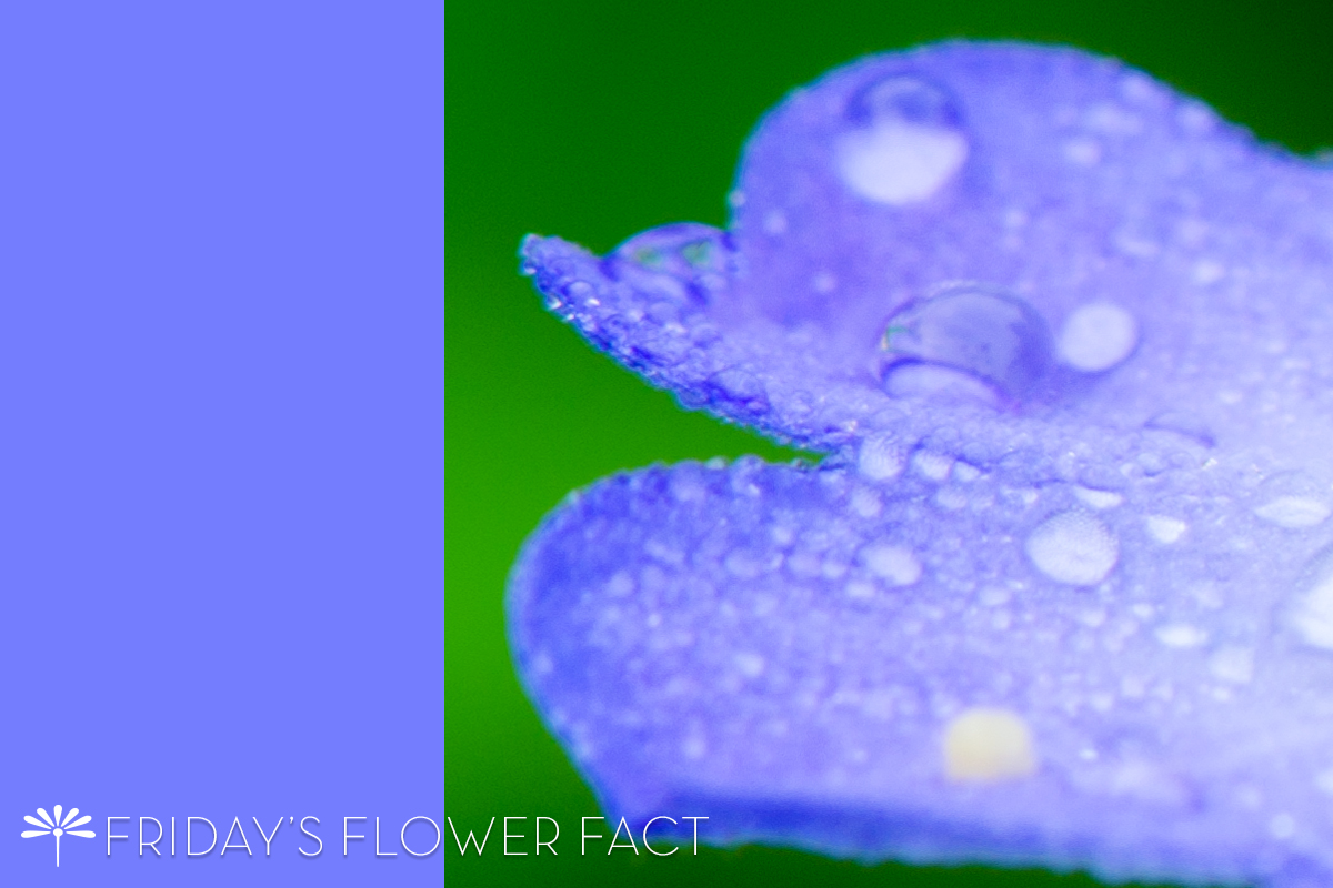 Bush Violet | Friday's Flower Fact