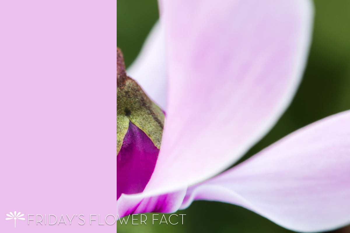 Greek Cyclamen | Friday's Flower Fact