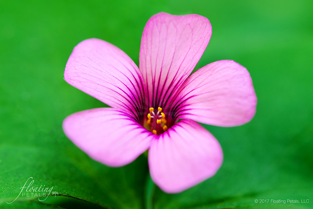 Pink Flowering Oxalis