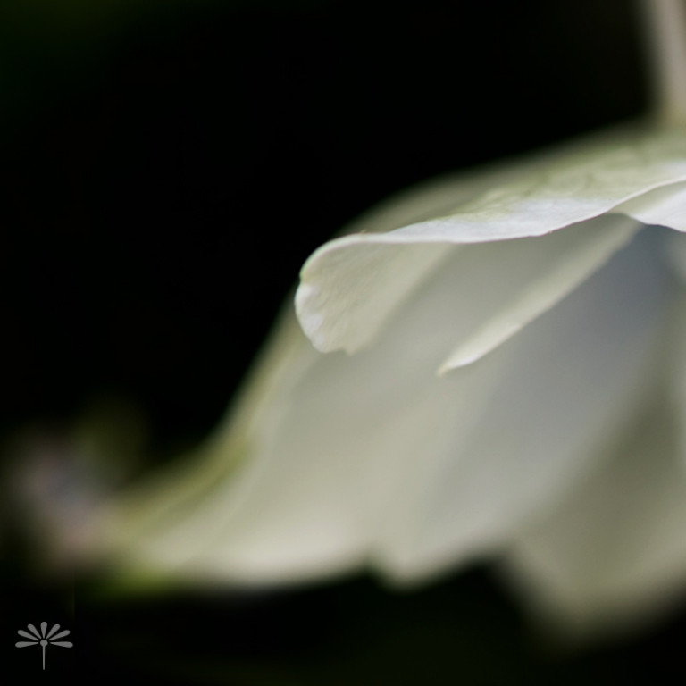 Shooting Star Hydrangea