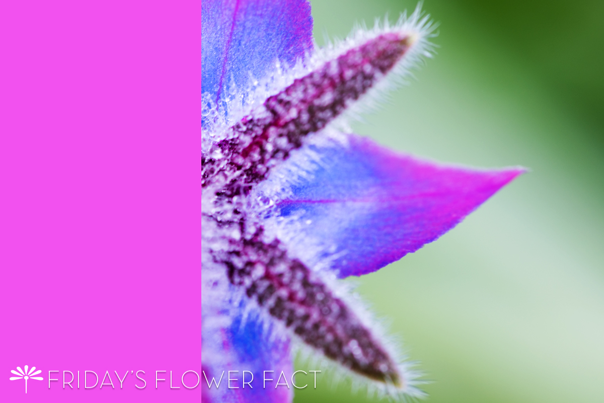 Borage | Friday's Flower Fact