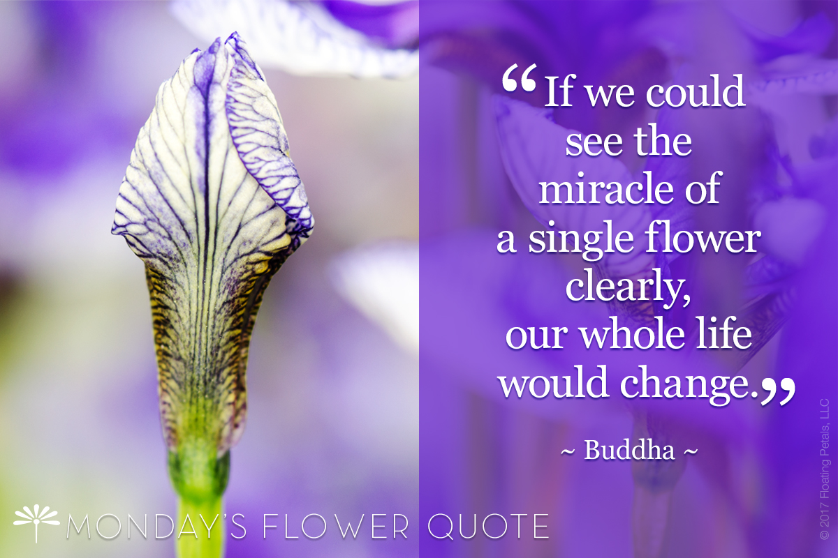 Flower Quote Miracle