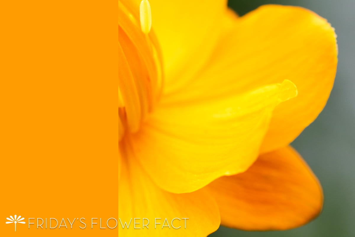 Friday's Flower Fact: Golden Queen Globeflower