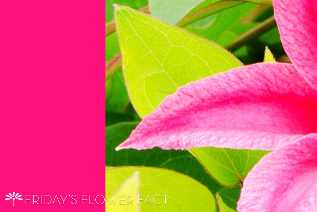 Princess Diana Clematis | Friday's Flower Fact | Floating ...