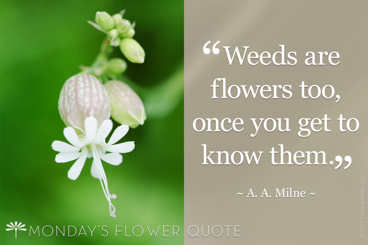 Flower Quote Weeds Are Flowers Too