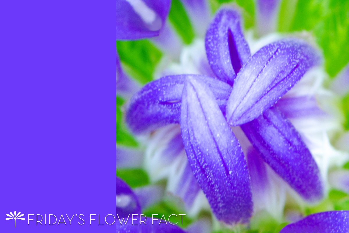 Friday's Flower Fact | Stokes' Aster