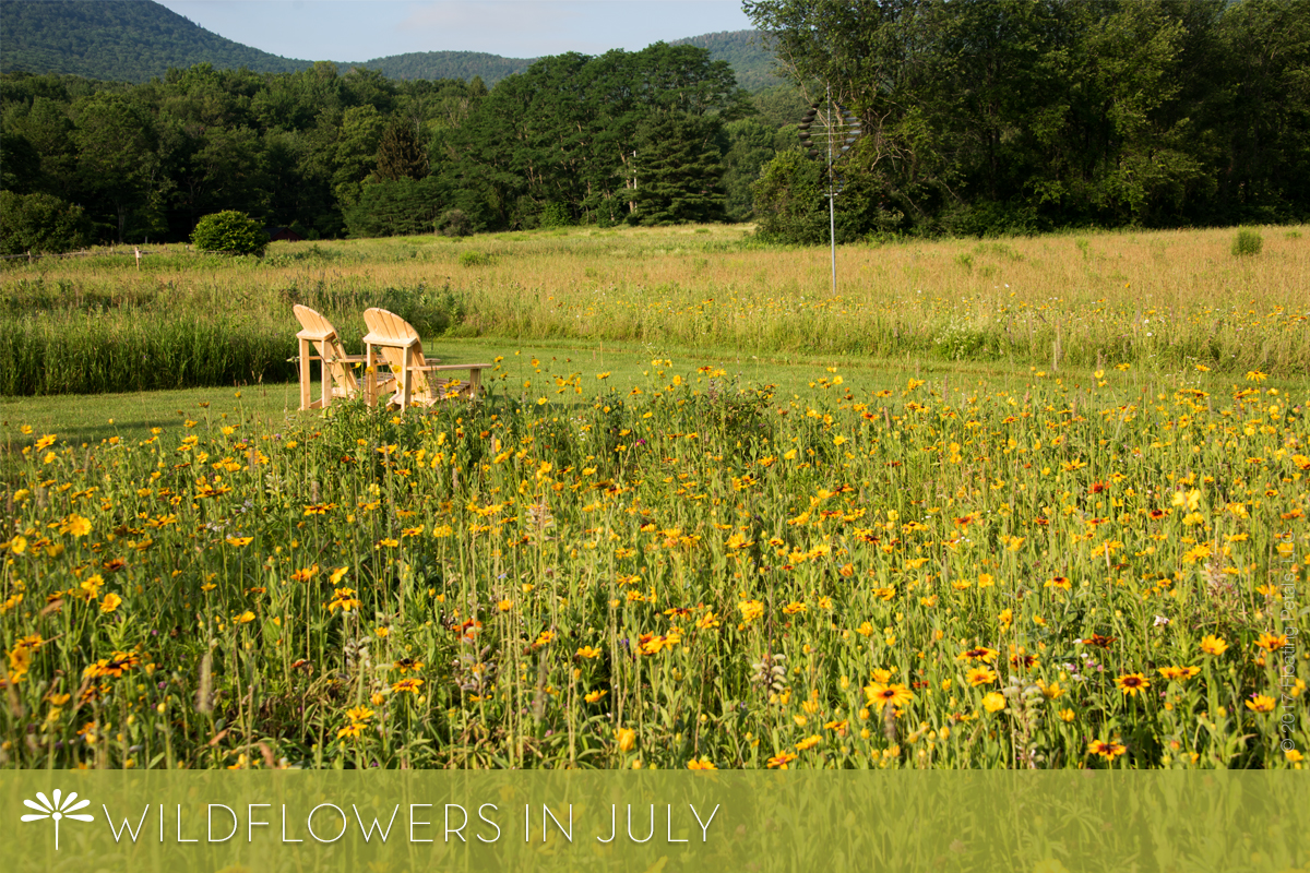 Our Wildflower Meadow in July