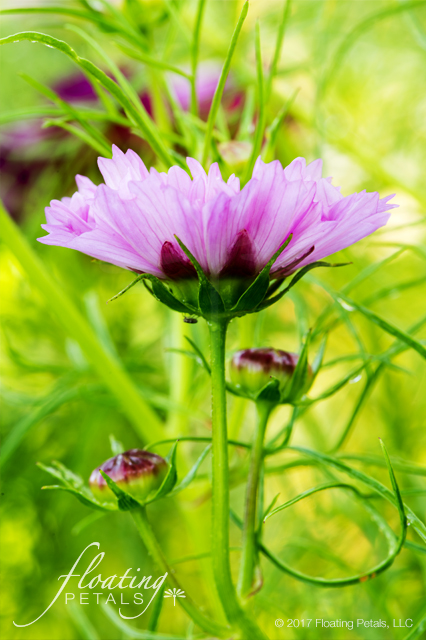 Double Click Cosmos Wednesday's Flower | Floating Petals