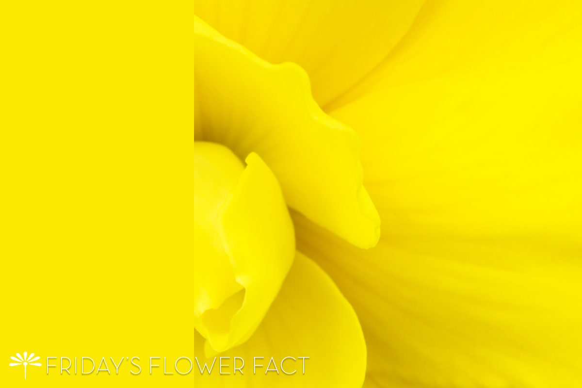 Friday's Flower Fact: Monica Bryce Begonia