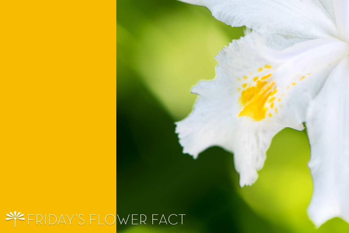 Friday's Flower Fact: Japanese Roof Iris